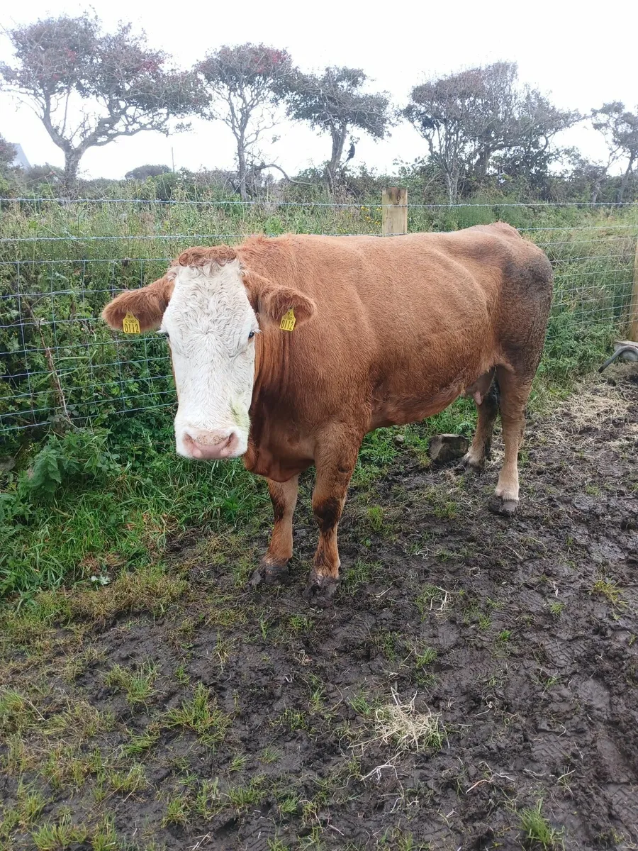 Dry Cows - Image 2