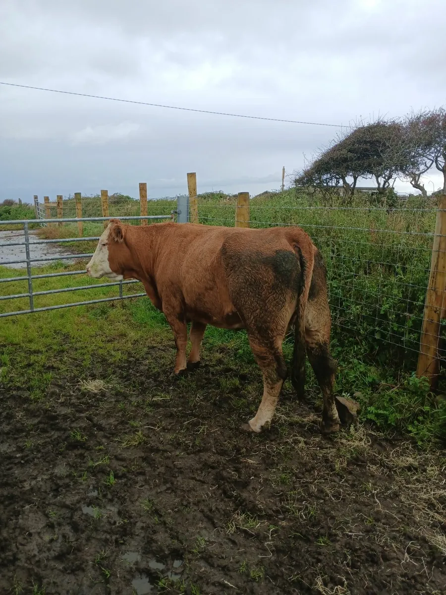 Dry Cows - Image 3