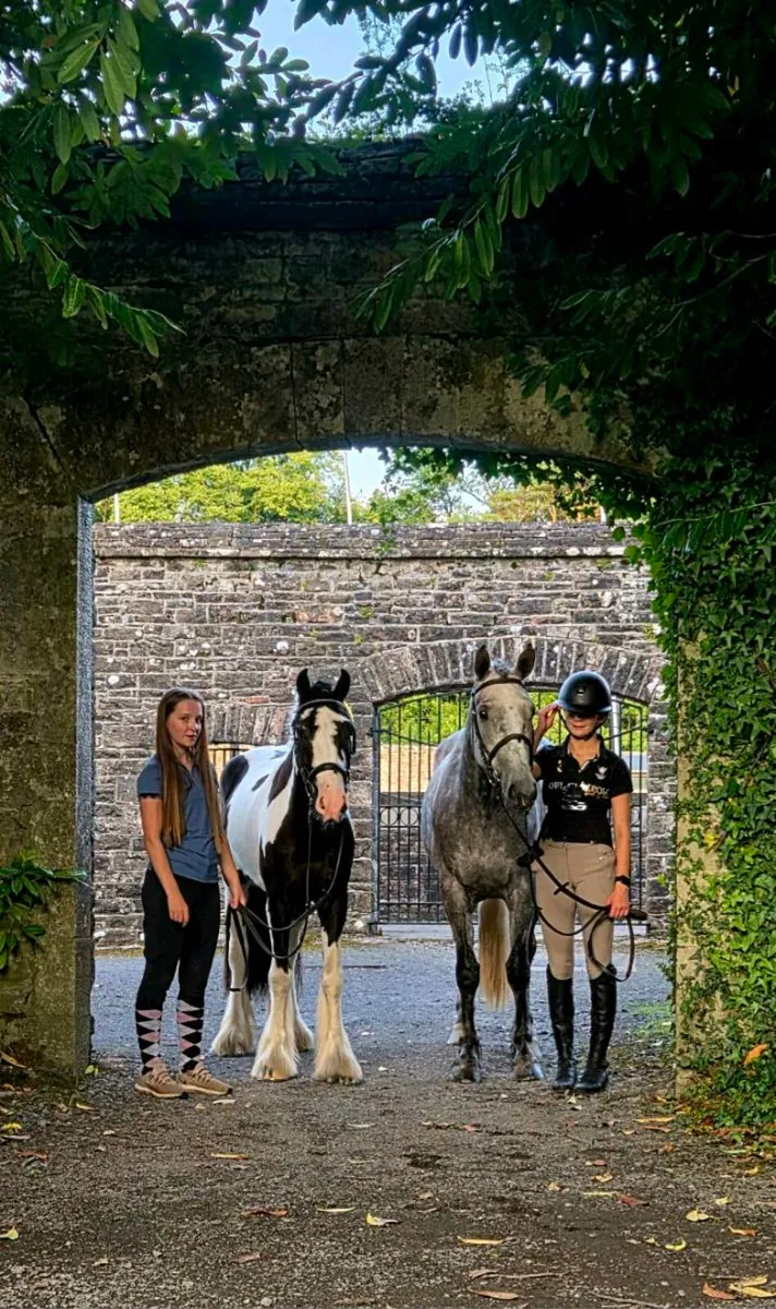 ✨ 4yr old 14h2 Piebald Gelding Genuine Allrounder - Image 3