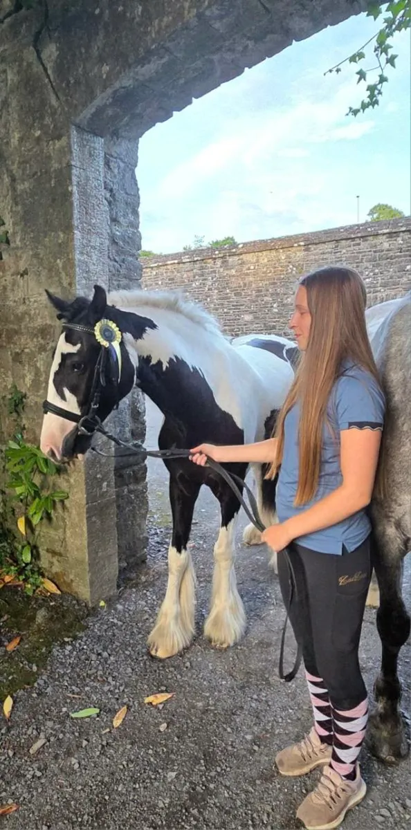 ✨ 4yr old 14h2 Piebald Gelding Genuine Allrounder - Image 4