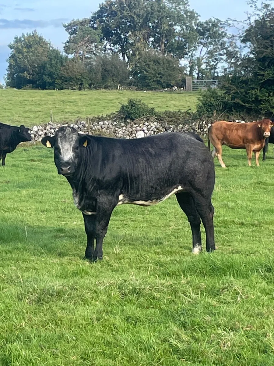 heifers - Image 1