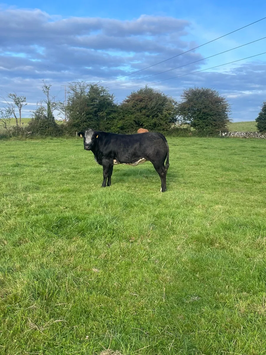 heifers - Image 2