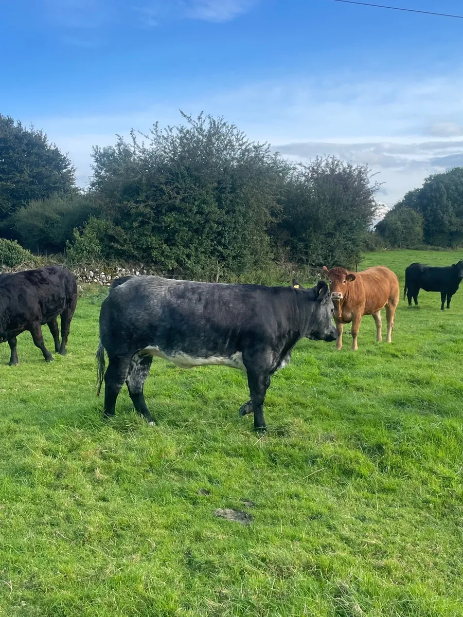 heifers - Image 3