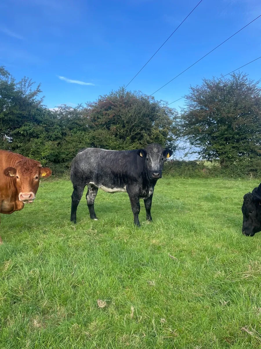heifers - Image 4