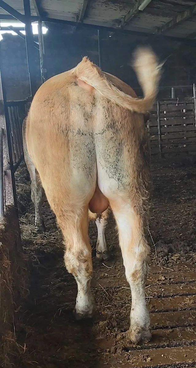 Purebred registered pedigree bull - Image 3