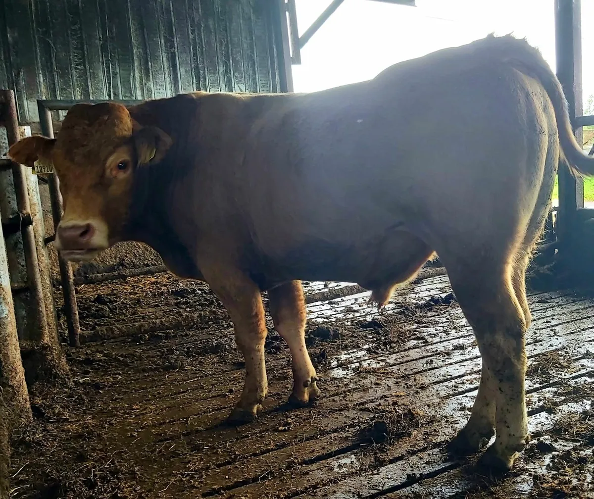 Purebred registered pedigree bull - Image 4