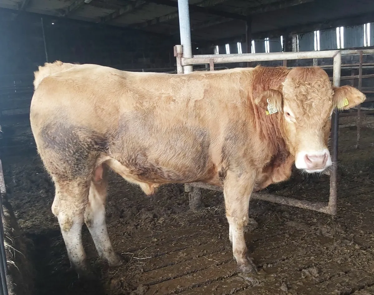 Purebred registered pedigree bull - Image 1