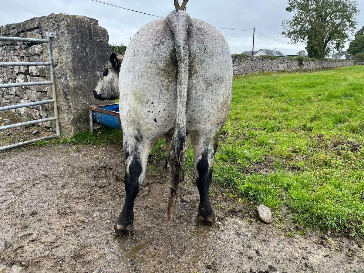 Speckle park Bull - Image 2