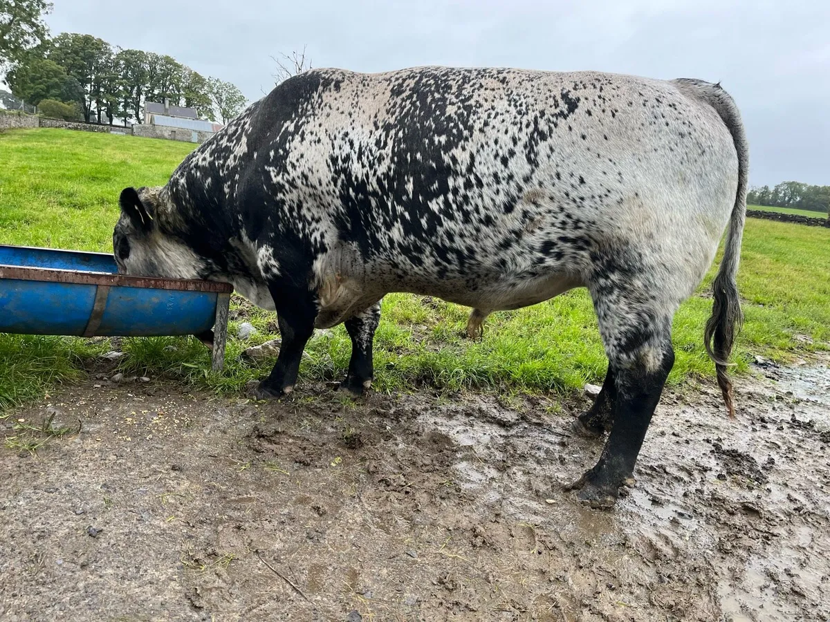 Speckle park Bull - Image 3