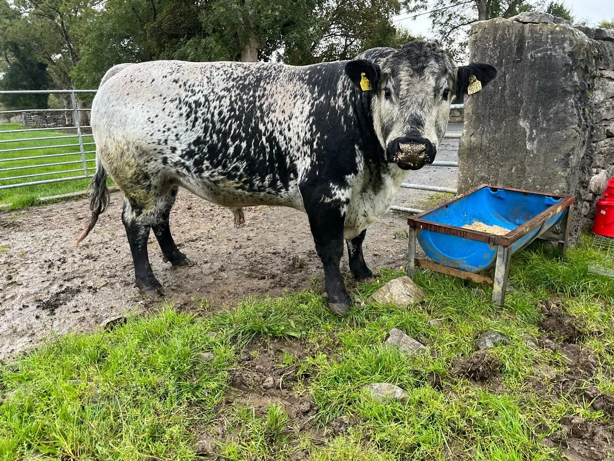 Speckle park Bull - Image 4