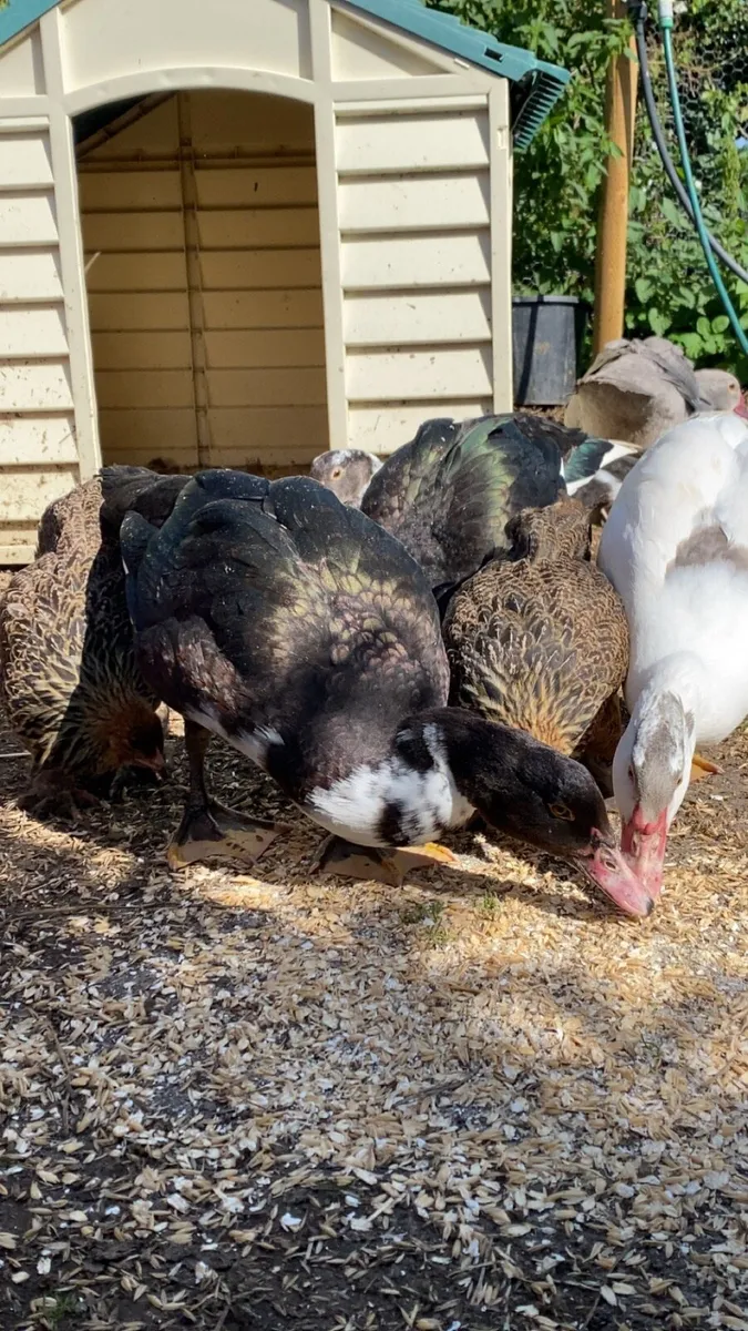 Muscovy ducks and gold partridge Brahmas - Image 1