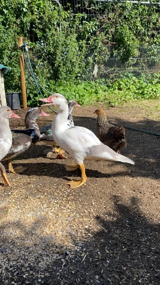 Muscovy ducks and gold partridge Brahmas - Image 2