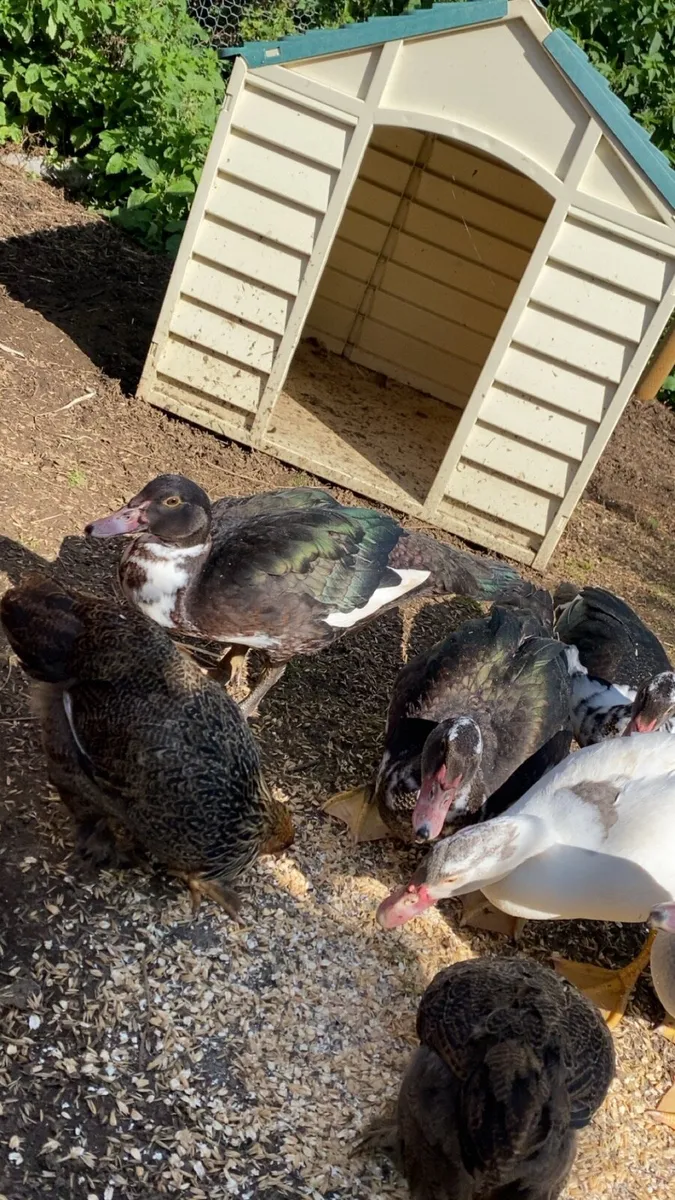 Muscovy ducks and gold partridge Brahmas - Image 3