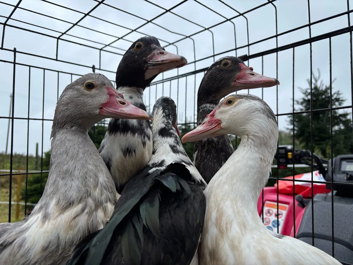 Muscovy ducks and gold partridge Brahmas - Image 4