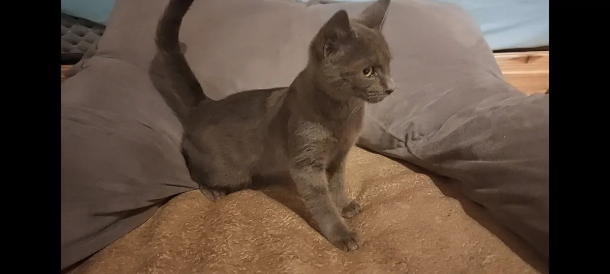 Blue Kittens! British shorthair - Image 3