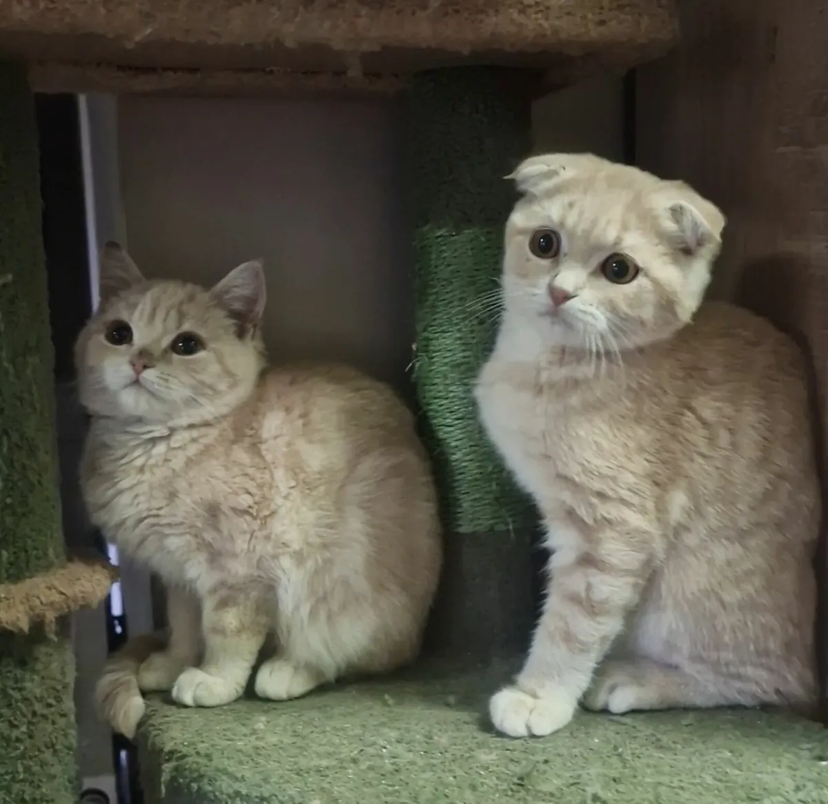 Scottish kittens - Image 1