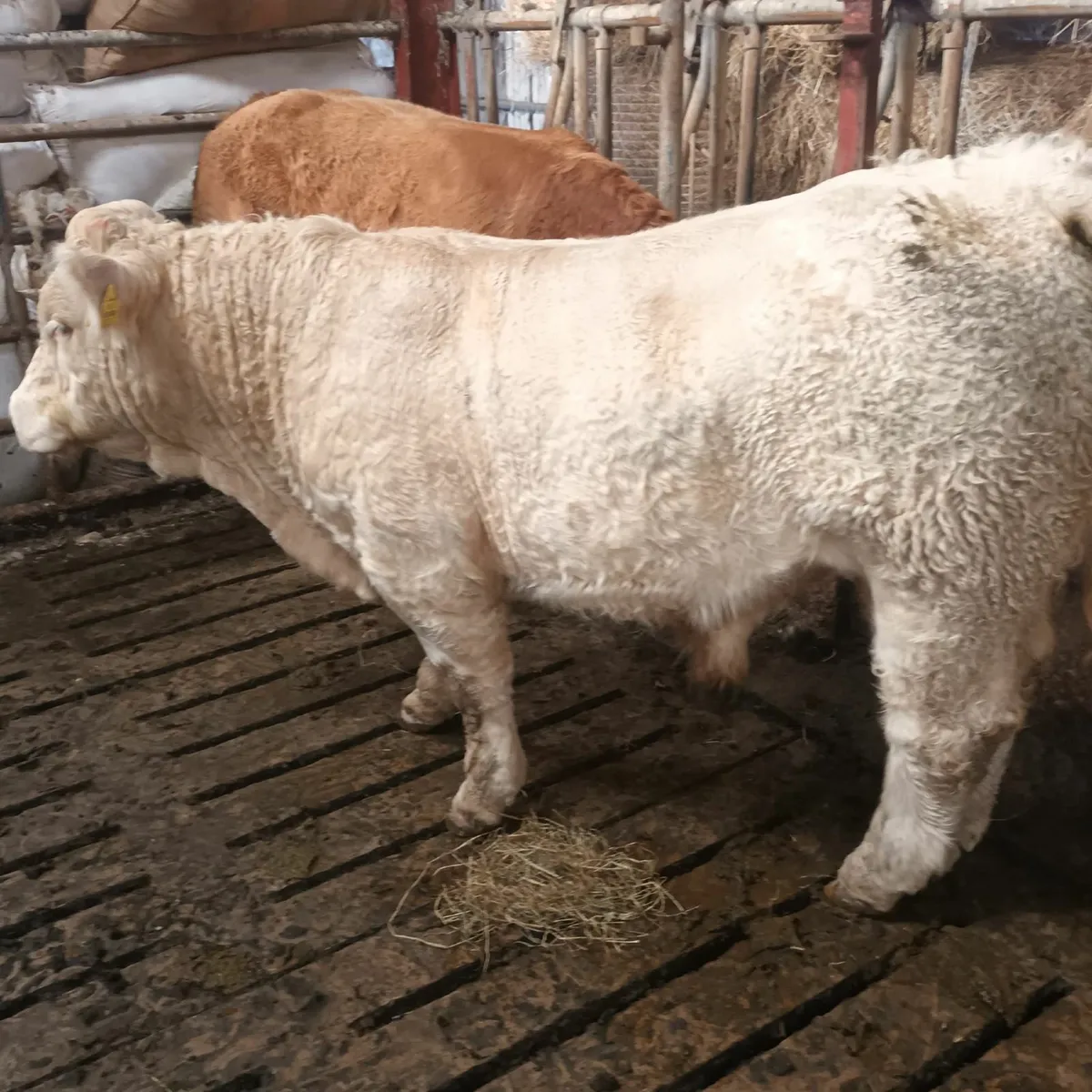 PBR Charolais Bull 5 Star - Image 1