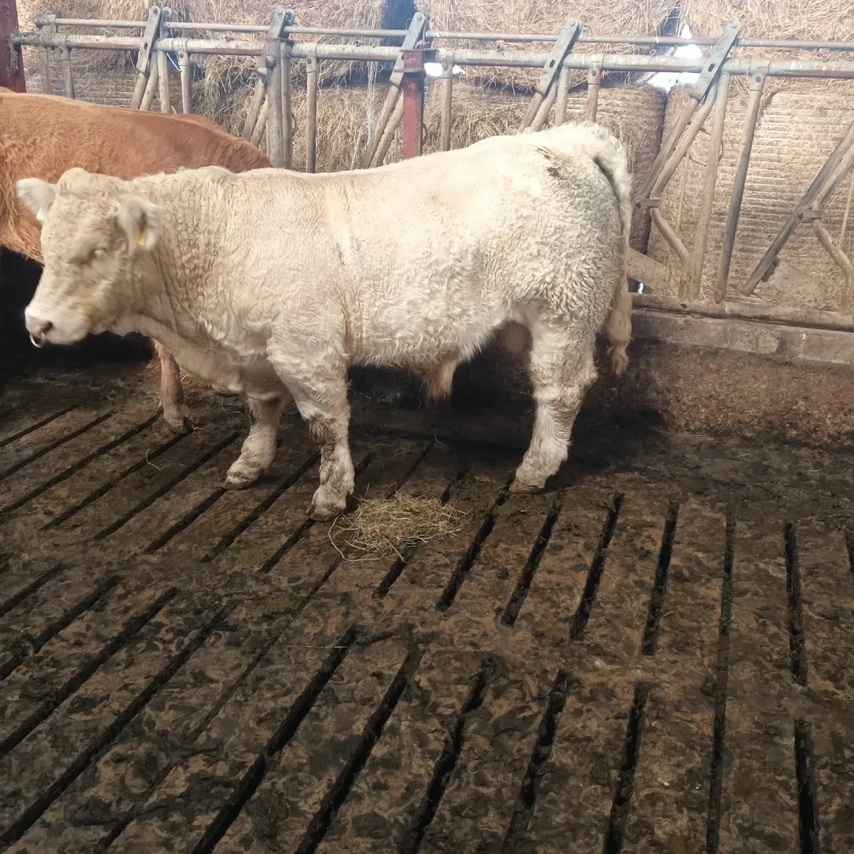 PBR Charolais Bull 5 Star - Image 2