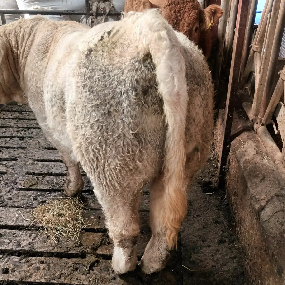 PBR Charolais Bull 5 Star - Image 3