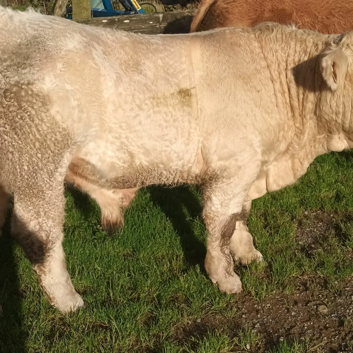 PBR Charolais Bull 5 Star - Image 4