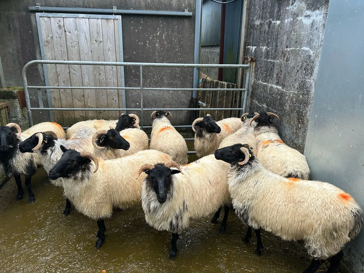 Sheep - Image 1