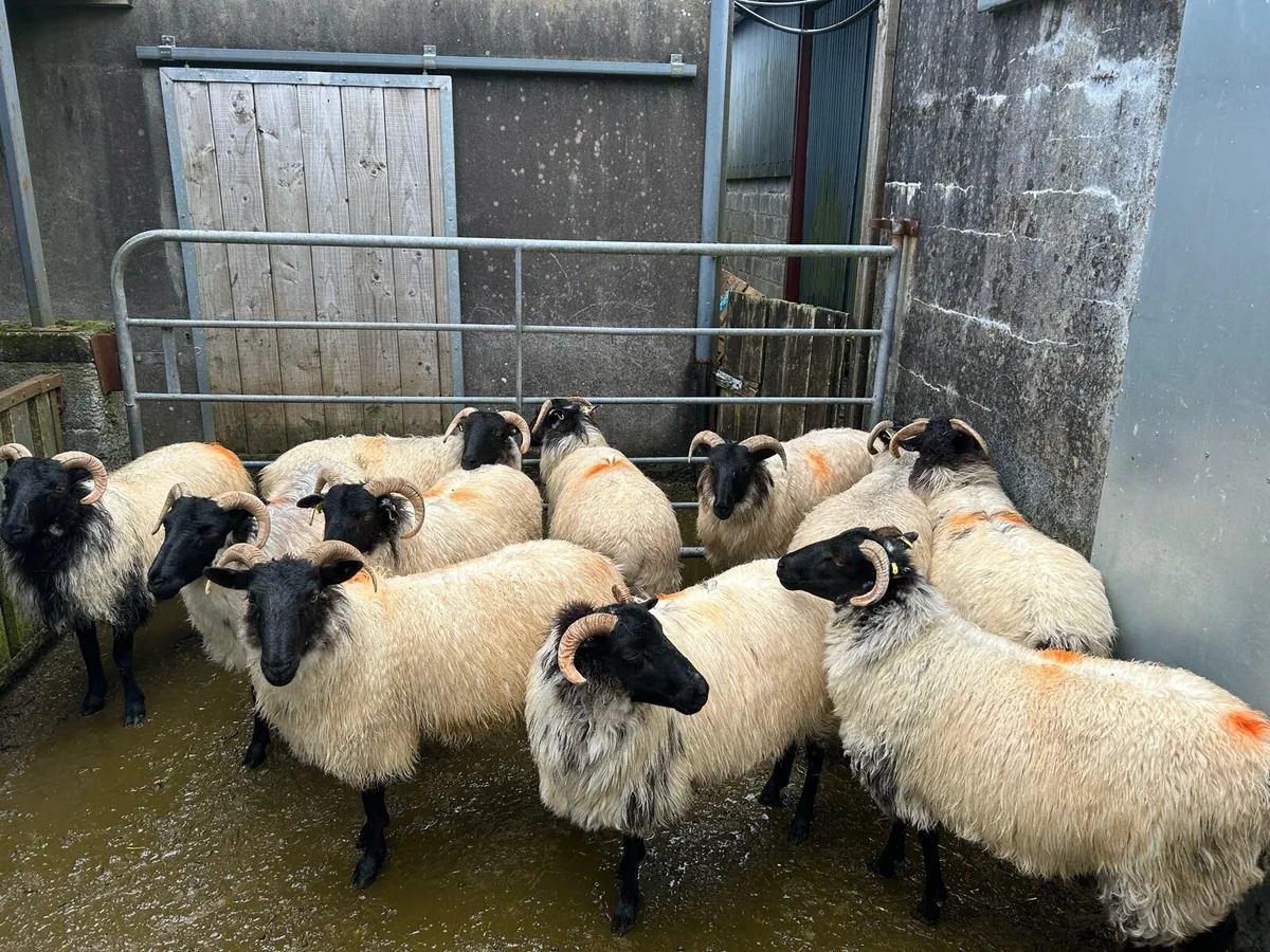 Sheep - Image 2