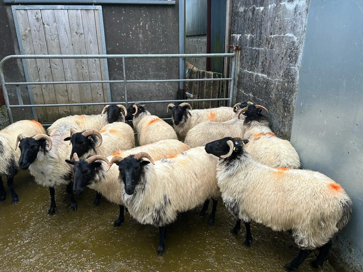 Sheep - Image 3