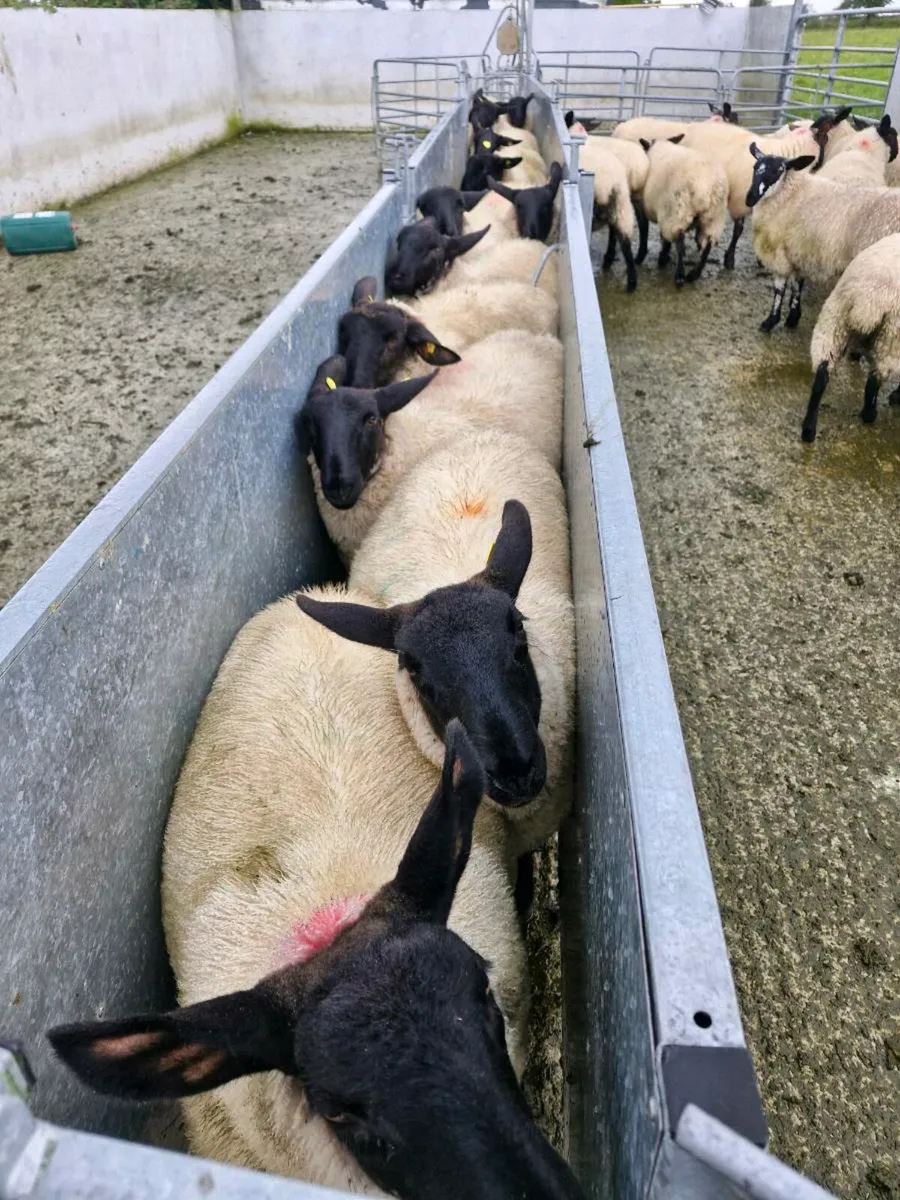 Suffolk  Ewe Lambs - Image 1