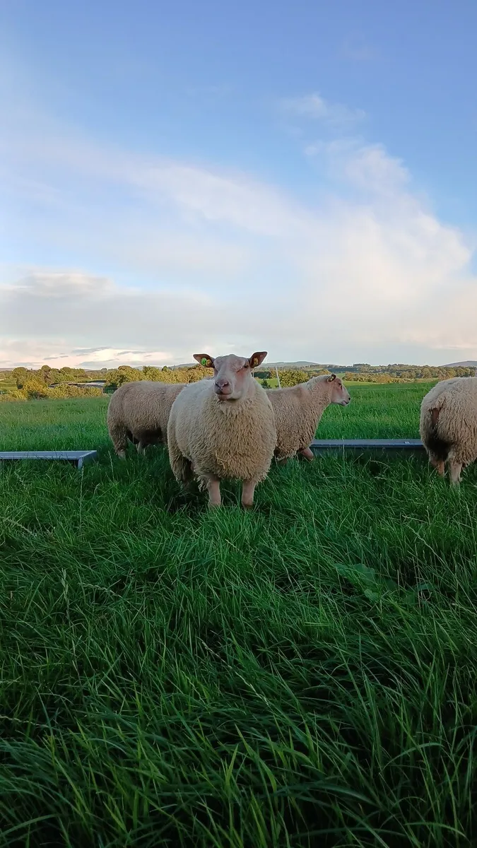 SIS eligible Rams