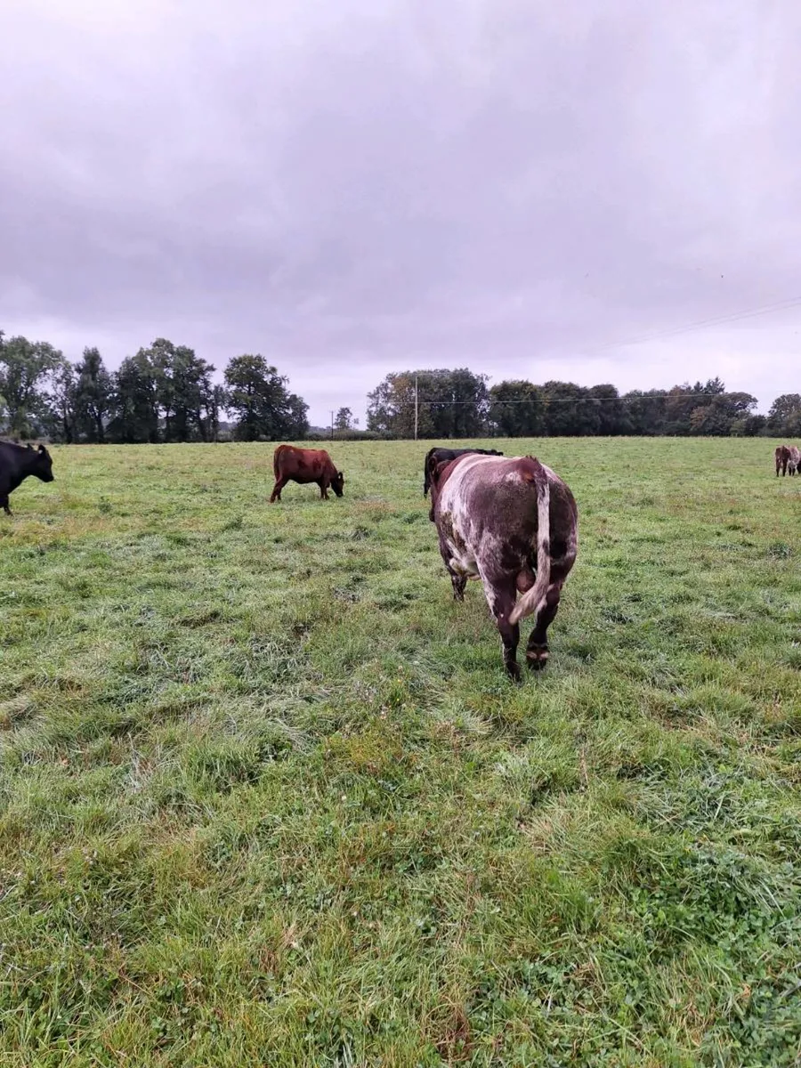Shorthorn Bull for Sale - Image 3