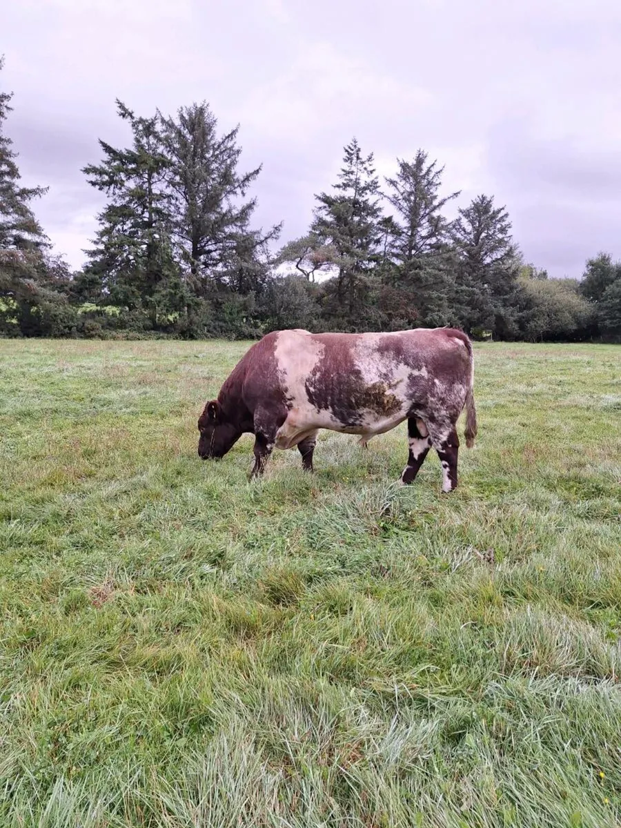 Shorthorn Bull for Sale - Image 2