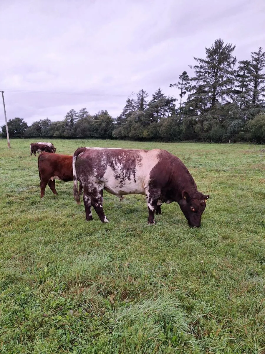 Shorthorn Bull for Sale - Image 1