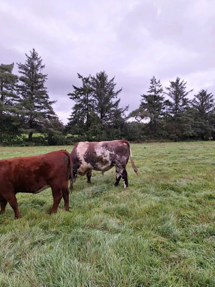 Shorthorn Bull for Sale - Image 4