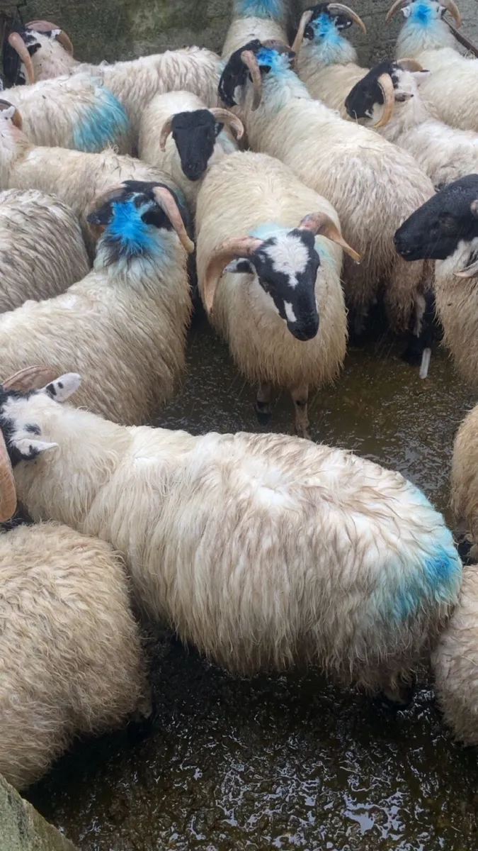 Store ram lambs