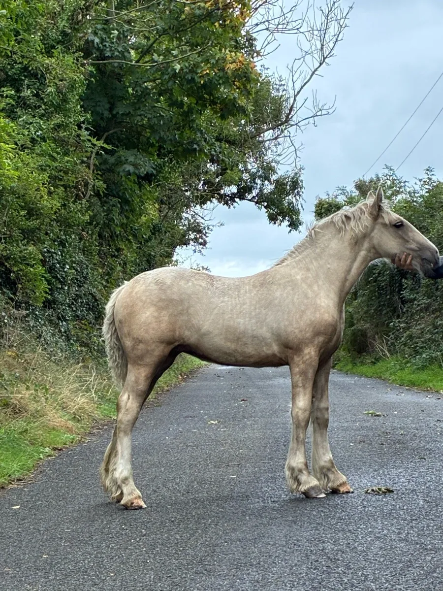 Heavy Filly Foal to make 15h3 - Image 1