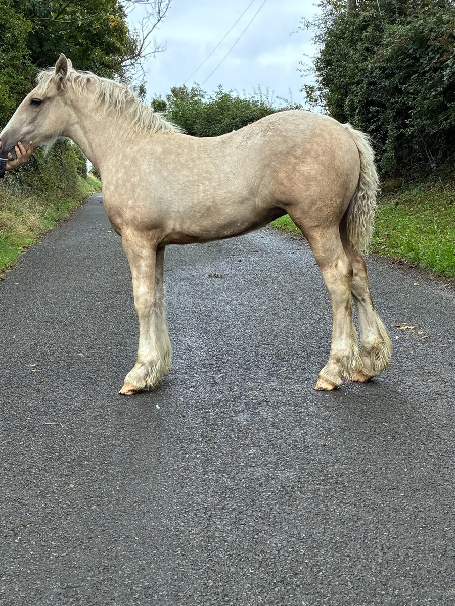 Heavy Filly Foal to make 15h3 - Image 3