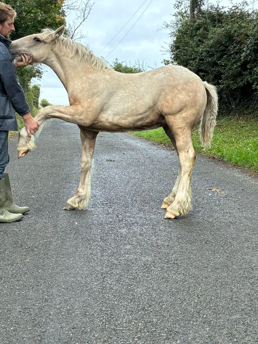 Heavy Filly Foal to make 15h3 - Image 4