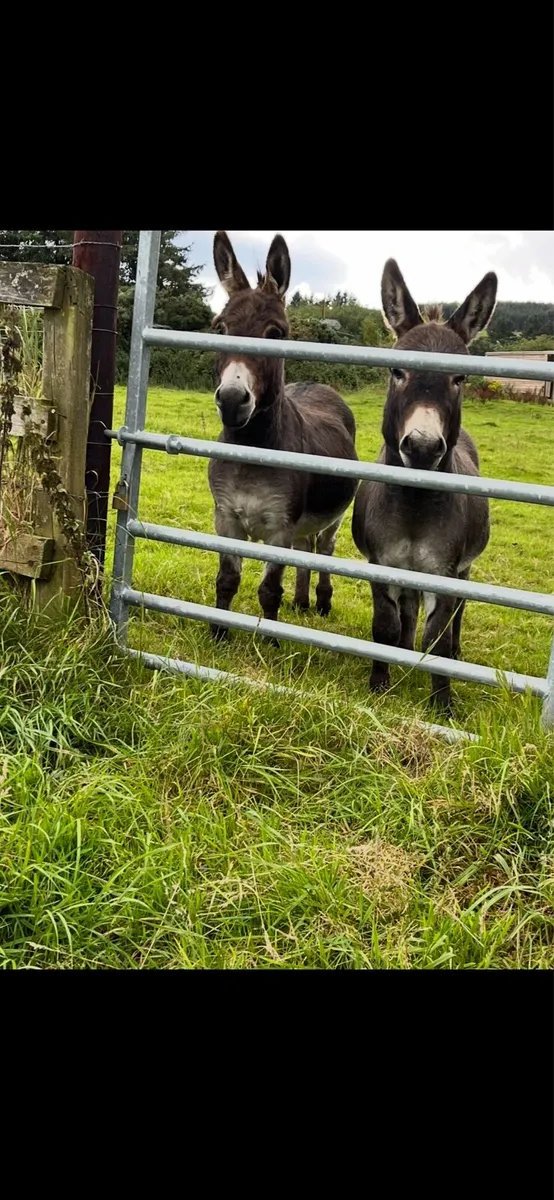Minature donkeys - Image 1