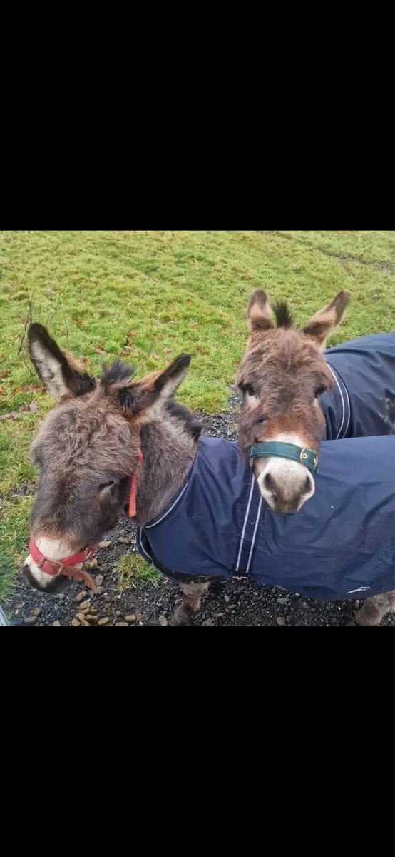 Minature donkeys - Image 2