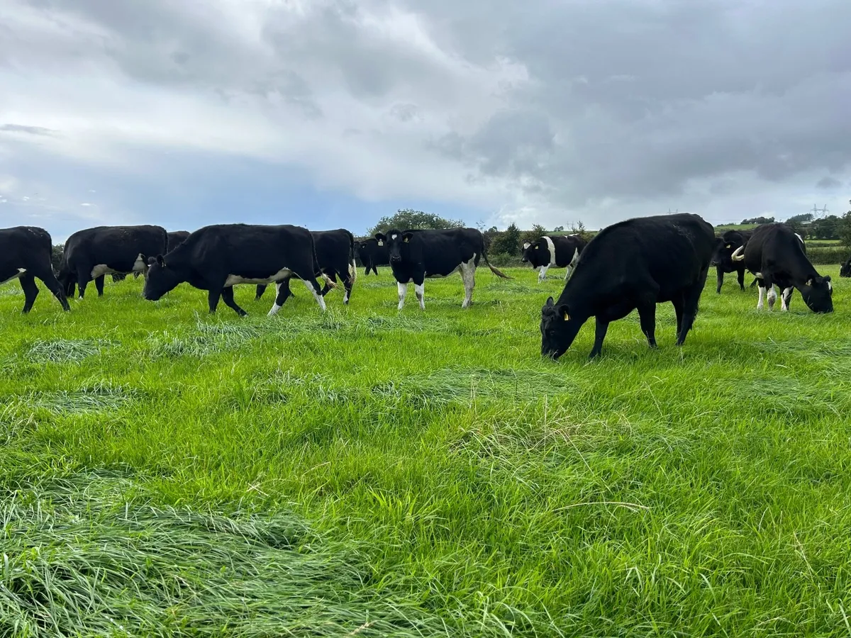 In calf heifers - Image 1