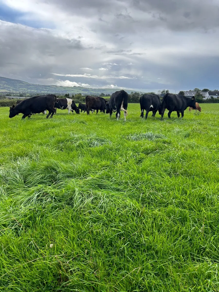 In calf heifers - Image 2