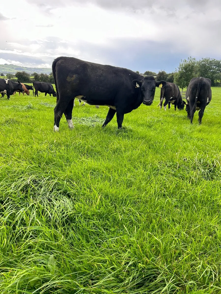 In calf heifers - Image 3