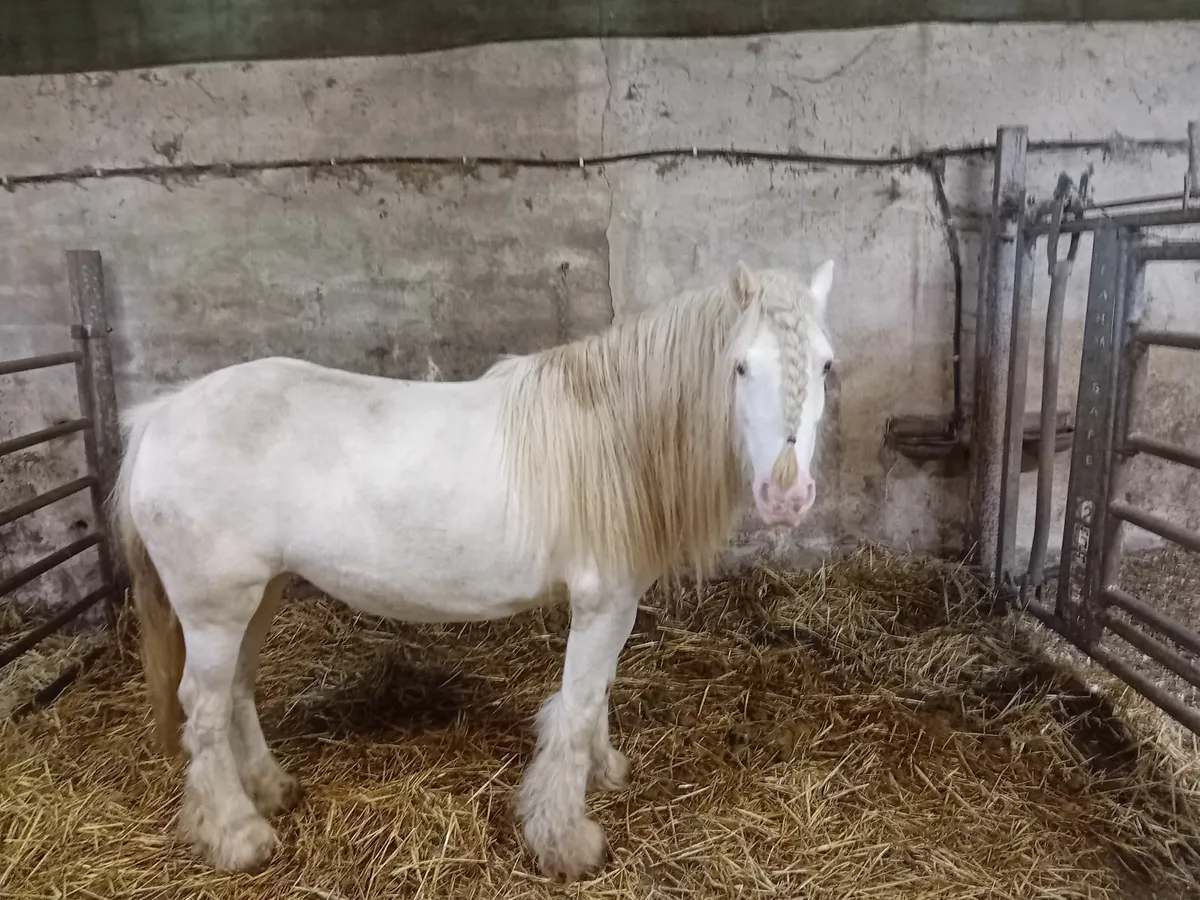 Pony - Image 2