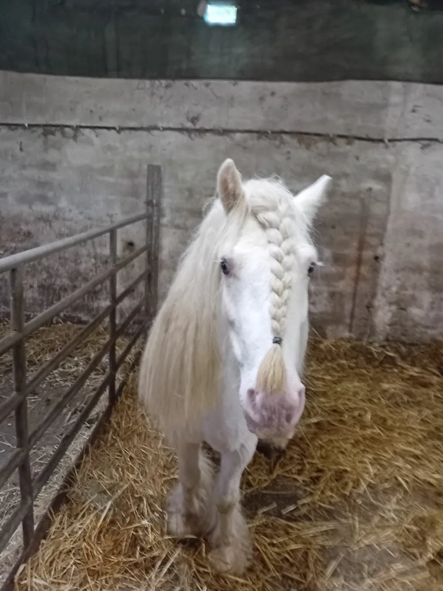 Pony - Image 3