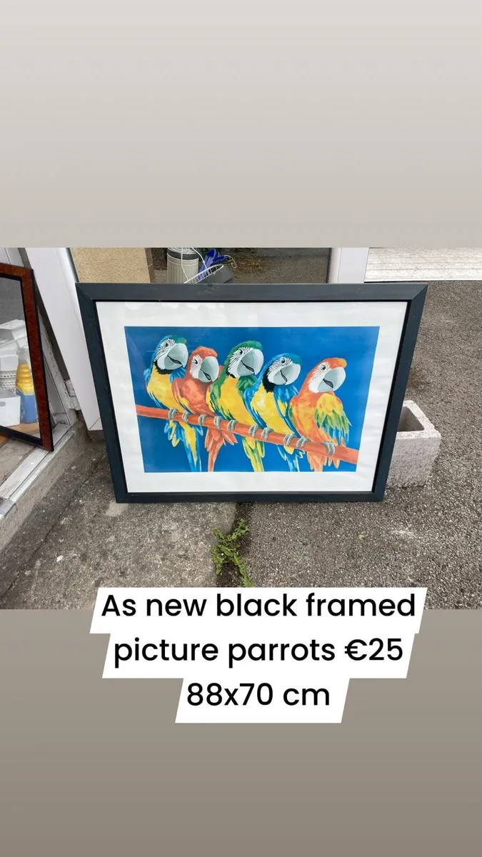 Picture parrots €25 - Image 1
