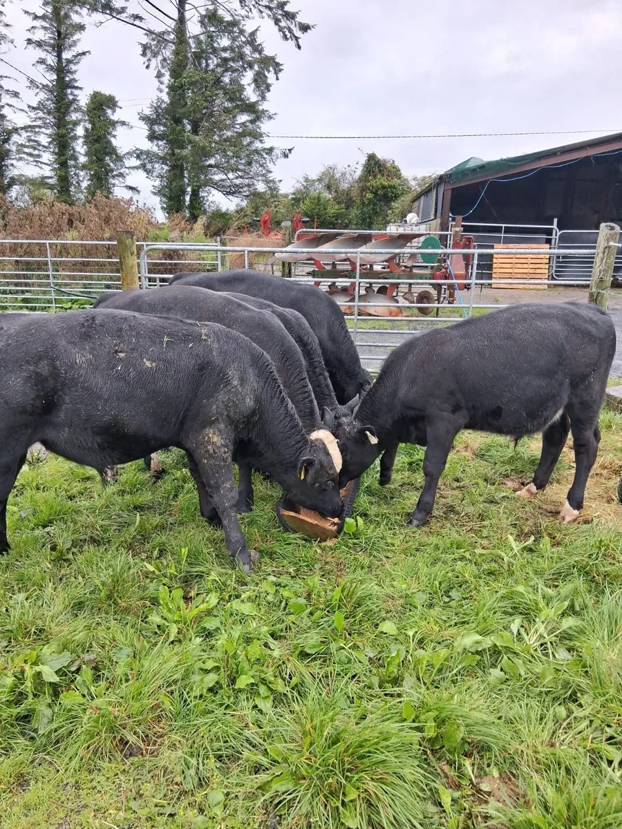 Angus Bull weanlings - Image 1