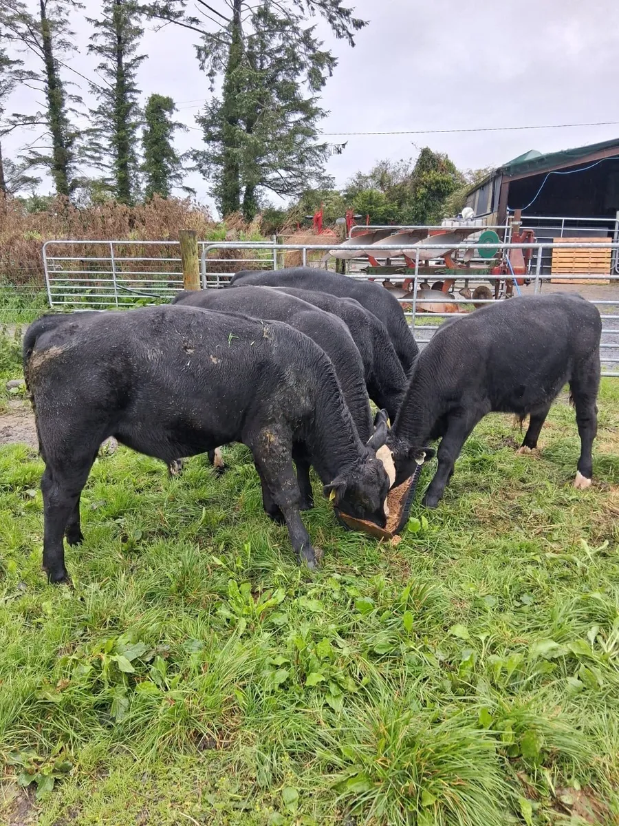 Angus Bull weanlings - Image 3