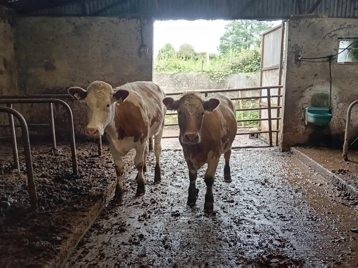 Breeding Heifers - Image 1