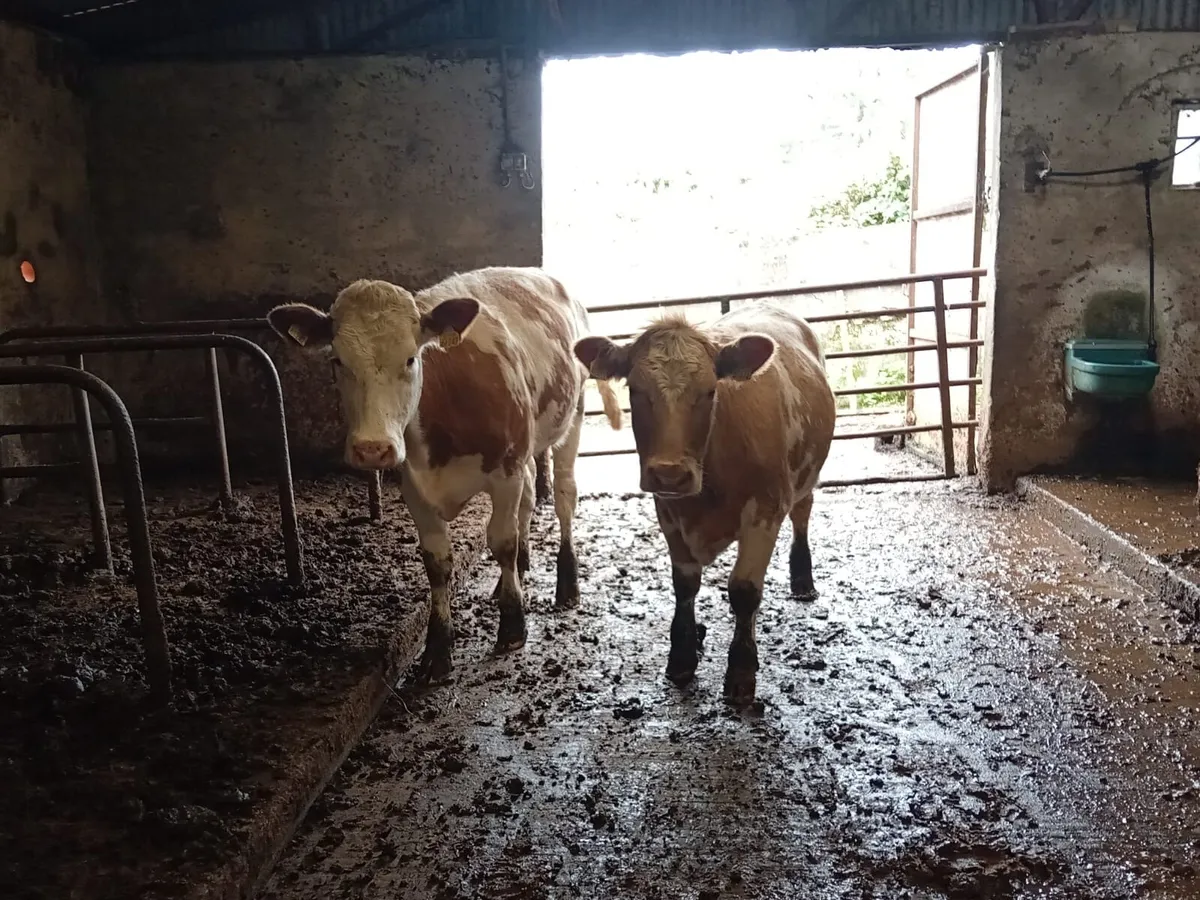 Breeding Heifers - Image 2