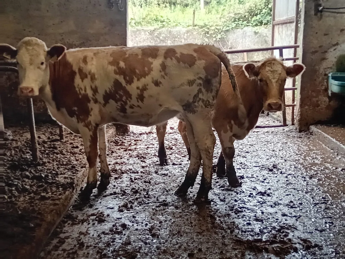 Breeding Heifers - Image 3